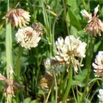 klverblomst og honning bi